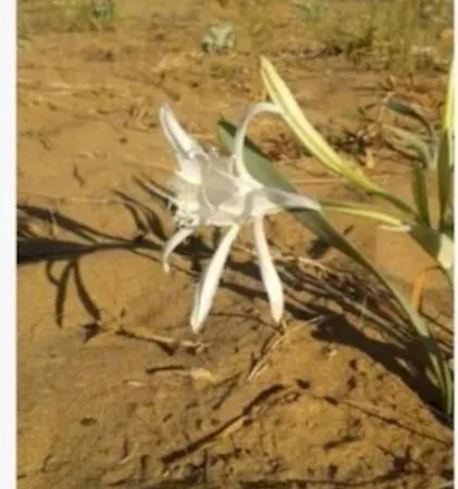 Sun And Sea 2 Lakonias Daire *