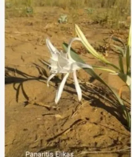 Sun And Sea 2 Lakonias דירה *